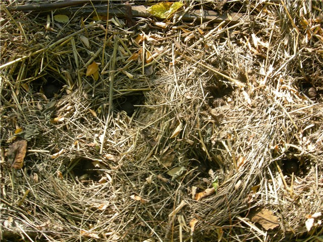 arčilend